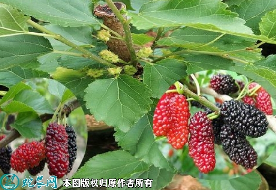 2022年6月22日四季大果桑苗价格...