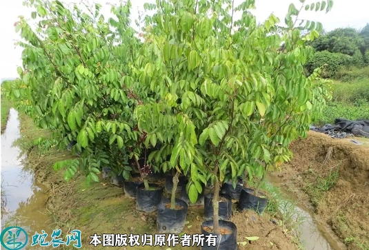 2022年6月22日杨桃苗价格多少钱...