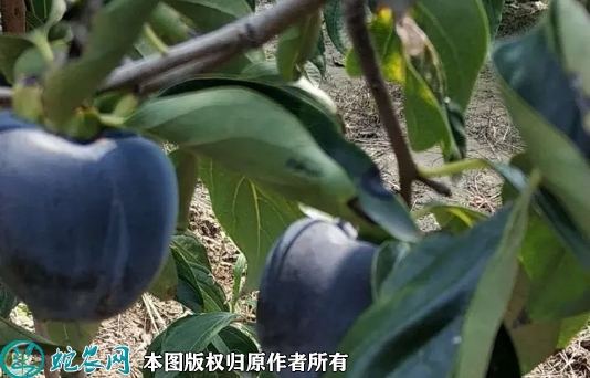 2022年6月23日黑柿苗价格多少钱...