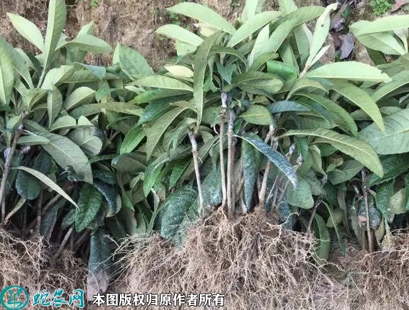2022年6月23日早钟6号枇杷苗价...