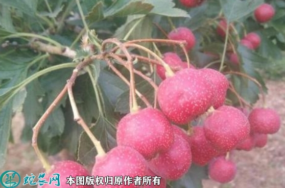 2022年6月24日大五棱山楂苗价格...