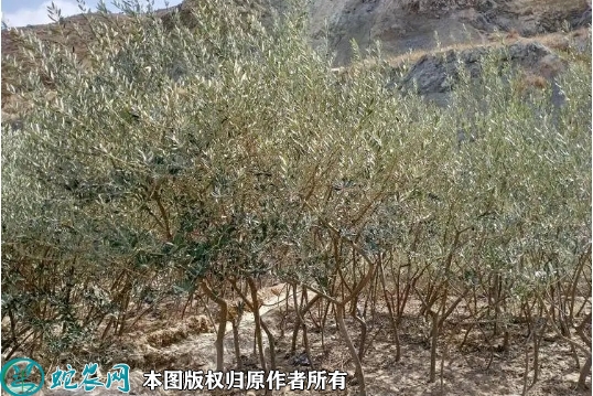 2022年6月24日油橄榄苗价格多少...