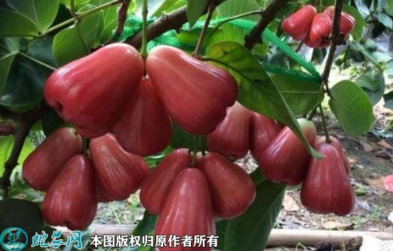 2022年6月24日黑金刚莲雾苗价格...