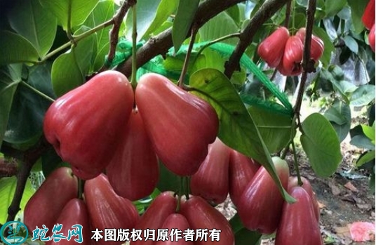 2022年6月24日黑糖芭比莲雾苗价...