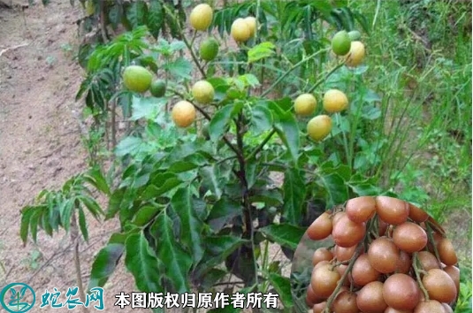 2022年6月24日鸡心黄皮苗价格多...