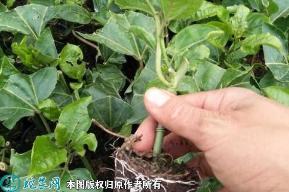 2022年6月24日百香果苗价格多少...