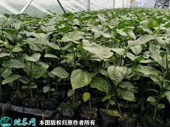 2022年6月24日台农一号百香果苗...