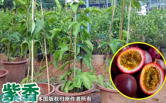 2022年6月24日紫香百香果苗价格...