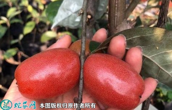 2022年6月25日羊奶果苗价格多少...