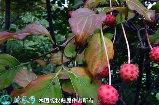 2022年6月25日四照花果苗价格多...