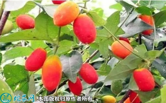 2022年6月25日红参果苗价格多少...