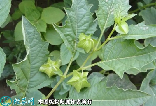 2022年6月25日灯笼果苗价格多少...