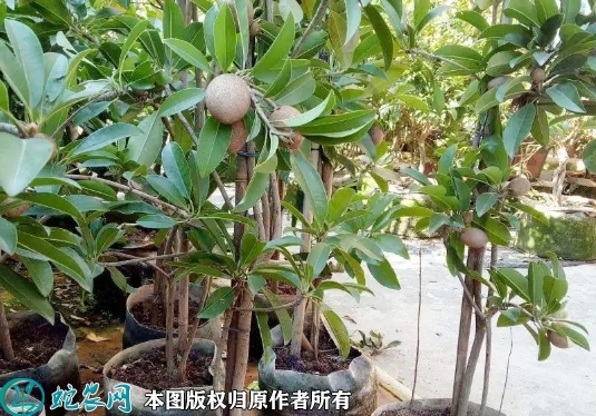2022年6月25日人心果苗价格多少...