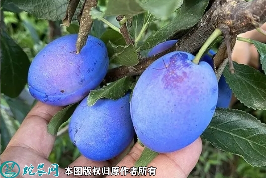 2022年6月25日西梅苗价格多少钱...