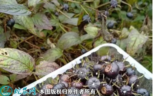 2022年6月25日蜘蛛果苗价格多少...