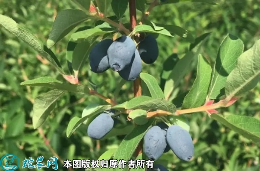 2022年6月25日蓝靛果苗价格多少...