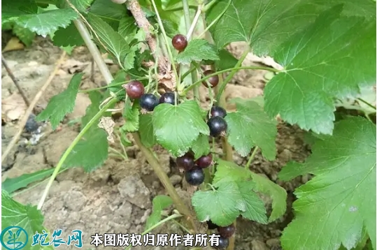 2022年6月25日黑加仑苗价格多少...