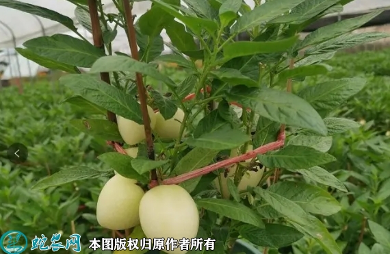 2022年6月25日人参果苗价格多少...