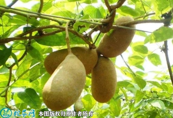 2022年6月25日九月黄苗价格多少...
