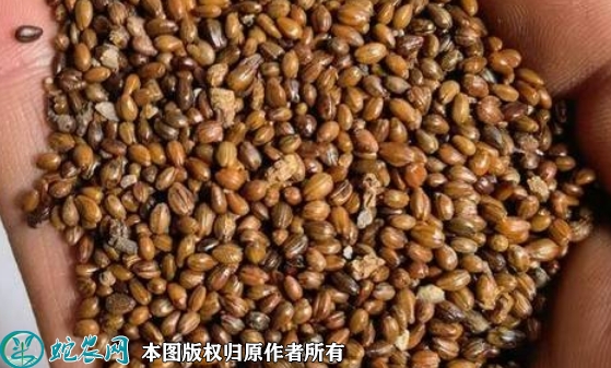 2022年6月25日沙棘种子价格多少...