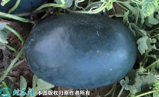 2022年6月26日黑皮西瓜种子价格...