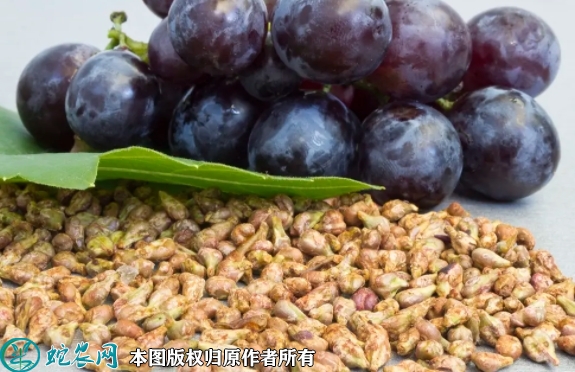 2022年6月28日葡萄种子价格多少...