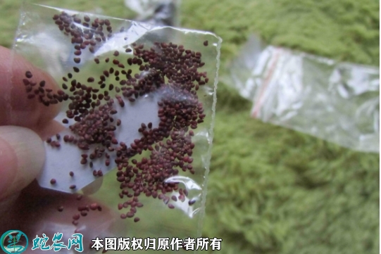2022年6月28日草莓种子价格多少...