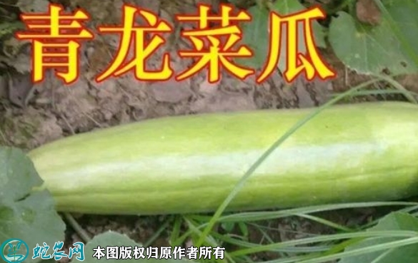 2022年6月28日菜瓜种子价格多少...