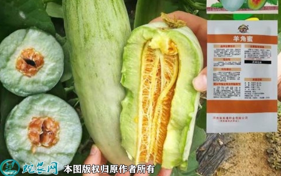2022年6月28日羊角蜜甜瓜种子价...