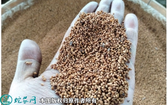 2022年6月28日桑树种子价格多少...