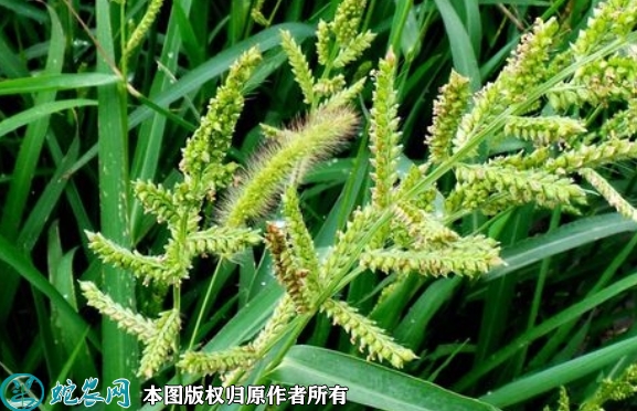 2022年6月29日雀稗种子价格多少...