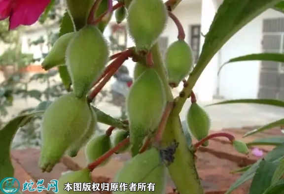 2022年6月29日凤仙草种子价格多...