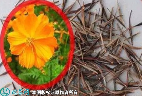 2022年6月29日硫华菊种子价格多...