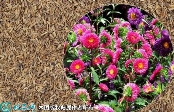 2022年6月29日翠菊种子价格多少...