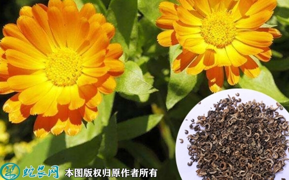 2022年6月30日金盏菊种子价格多...