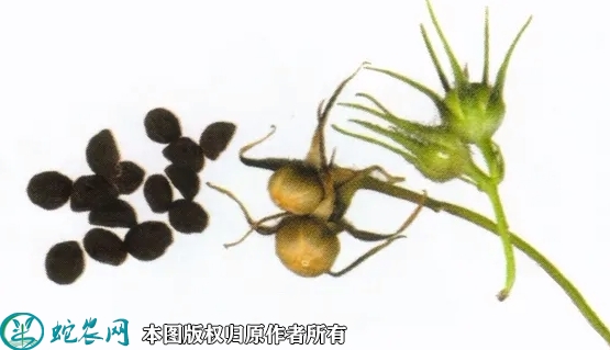 2022年6月30日牵牛花种子价格多...