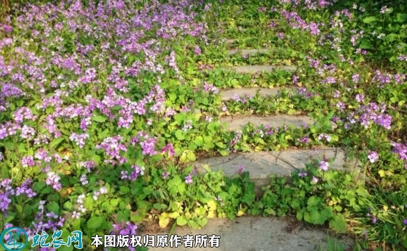 2022年7月1日二月兰种子价格多少...