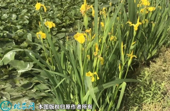 2022年7月1日黄菖蒲种子价格多少...