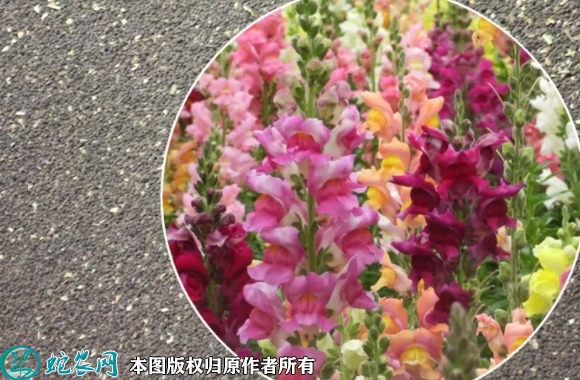 2022年7月1日金鱼草种子价格多少...