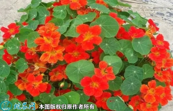 2022年7月1日旱金莲种子价格多少...