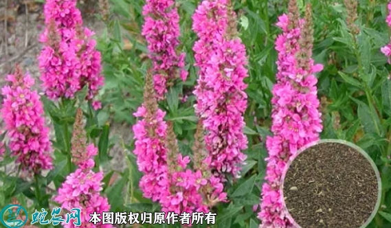 2022年7月1日千屈菜种子价格多少...