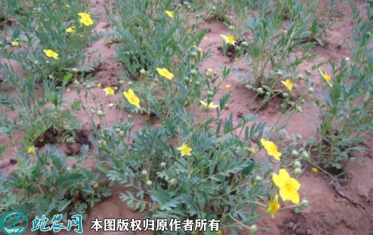 2022年7月1日委陵菜种子价格多少...