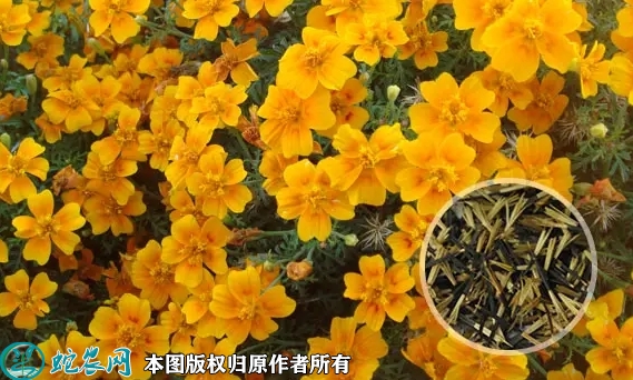 2022年7月1日孔雀草种子价格多少...