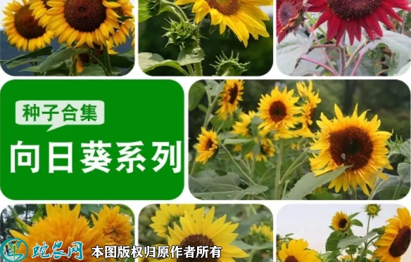 2022年7月1日向日葵种子价格多少...