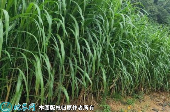 2022年7月2日皇竹草种子价格多少...