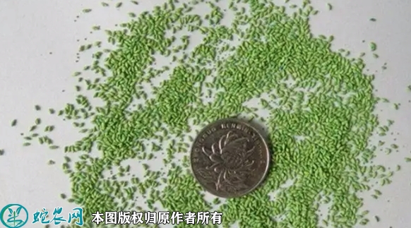 2022年7月2日百慕大草种子价格多...