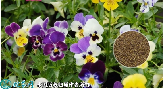 2022年7月2日三色堇种子价格多少...