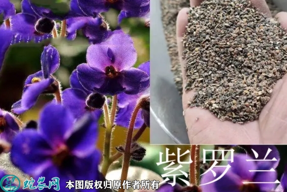 2022年7月2日紫罗兰种子价格多少...