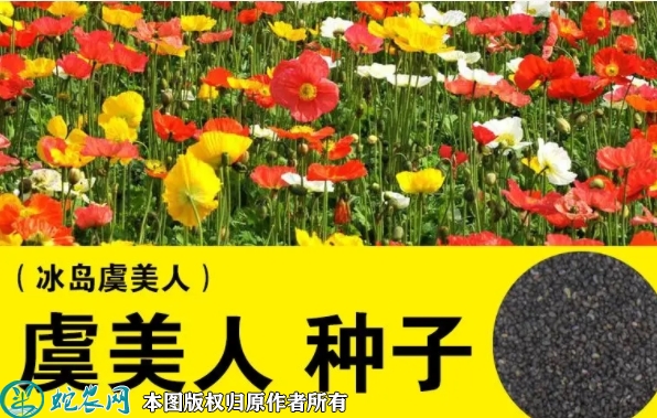 2022年7月虞美人种子价格多少钱一...