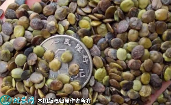 2022年7月紫荆花种子价格多少钱一...